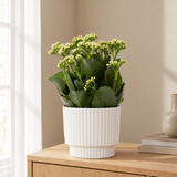 Kalanchoe White In P&PURE Ivy Ceramics in een sfeervolle, lichte woonkamer