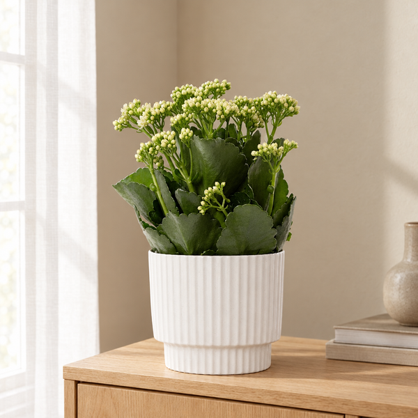 Kalanchoe White In P&PURE Ivy Ceramics in een sfeervolle, lichte woonkamer