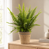Nephrolepis Green Lady In P&PURE Basket in een sfeervolle, lichte woonkamer