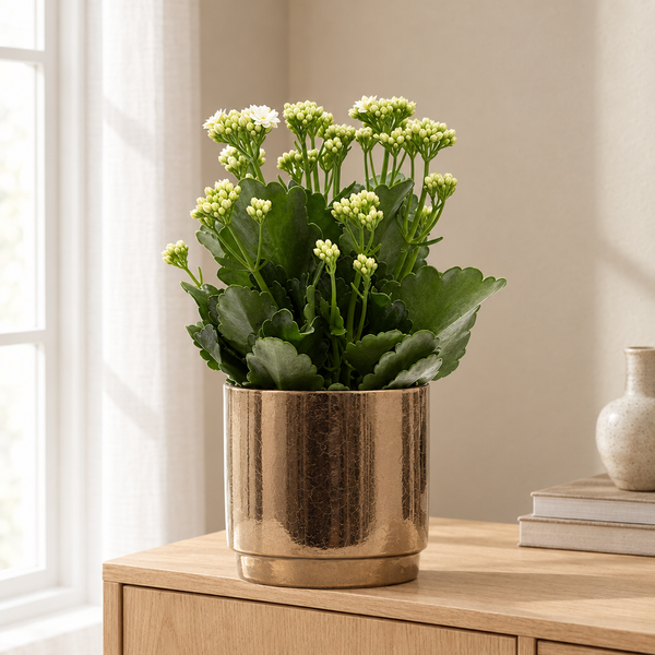 Kalanchoe White In P&PURE Juliette Ceramics Goldbronze in een sfeervolle, lichte woonkamer