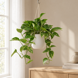 Scindapsus (Epipremnum) in een sfeervolle, lichte woonkamer