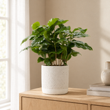 Coffea Arabica In P&PURE Jade Ceramics in een sfeervolle, lichte woonkamer