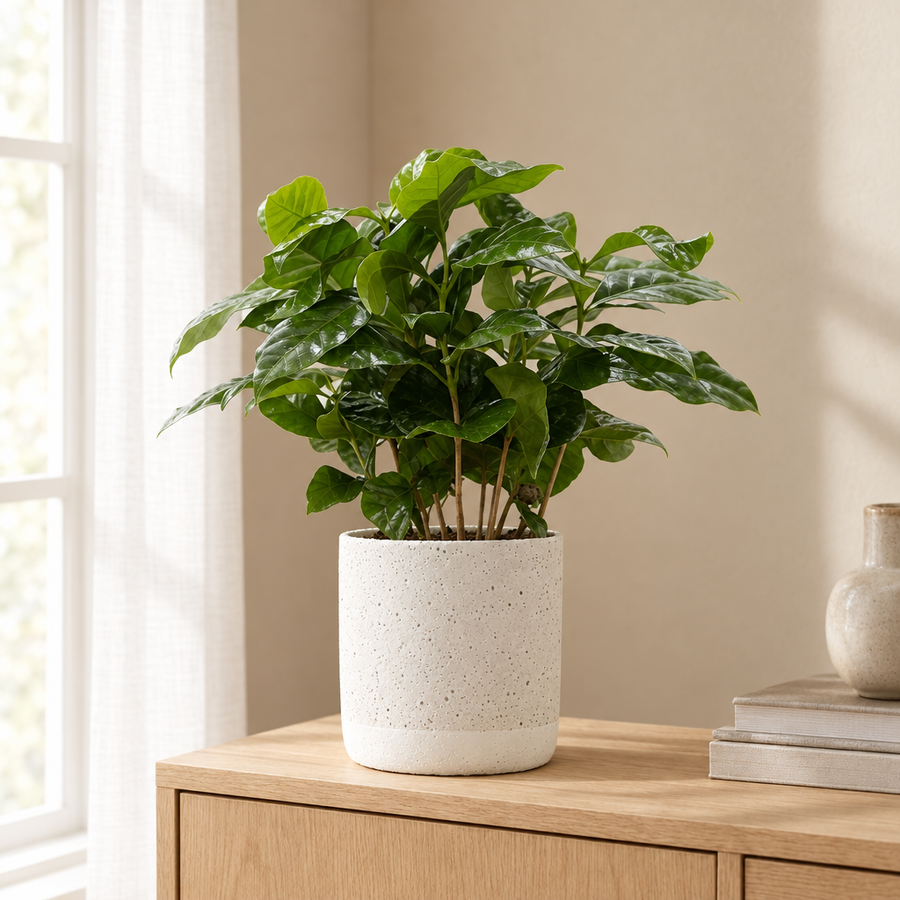 Coffea Arabica In P&PURE Jade Ceramics in een sfeervolle, lichte woonkamer