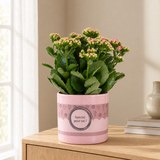 Kalanchoe Pink In P&PURE SPECIAL POUR TOI Verpakking in een sfeervolle, lichte woonkamer