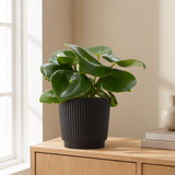 Peperomia Raindrop In P&PURE Liv Ceramics Matt Black in een sfeervolle, lichte woonkamer