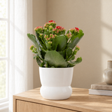 Kalanchoe Red In P&PURE Plant Vase Maximawhite in een sfeervolle, lichte woonkamer