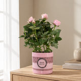 Rosa Light Pink In P&PURE SPECIAL POUR TOI Verpakking in een sfeervolle, lichte woonkamer