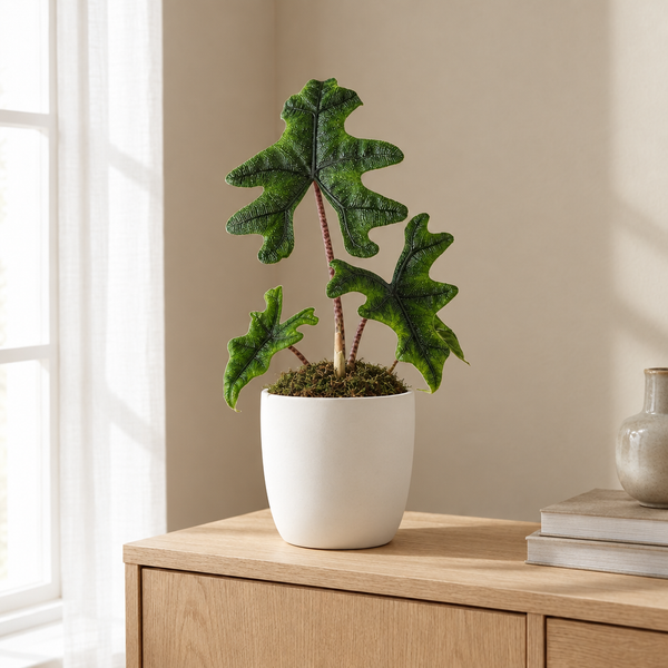 Alocasia Jacklyn in een sfeervolle, lichte woonkamer