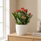 Kalanchoe Rosalina Don Justino Rood in een sfeervolle, lichte woonkamer