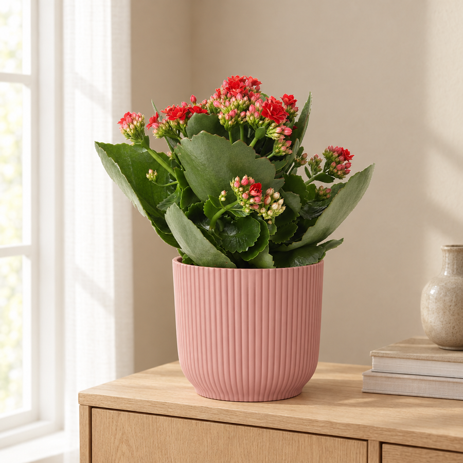 Kalanchoe Rosalina Don Justino Rood in ELHO Vibes Fold roze pot in een sfeervolle, lichte woonkamer