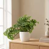 Monstera Monkey in een sfeervolle, lichte woonkamer