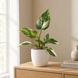 Philodendron White Princess in een sfeervolle, lichte woonkamer