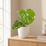 Philodendron Pittieri in een sfeervolle, lichte woonkamer