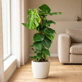 Monstera Mosstok in een sfeervolle, lichte woonkamer