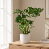 Monstera Deliciosa in een sfeervolle, lichte woonkamer
