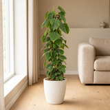 Philodendron Scandens in een sfeervolle, lichte woonkamer