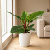 Philodendron Imperial Green in een sfeervolle, lichte woonkamer