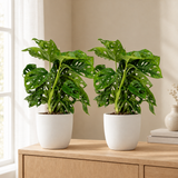 2x Monstera Monkey Leaf in een sfeervolle, lichte woonkamer