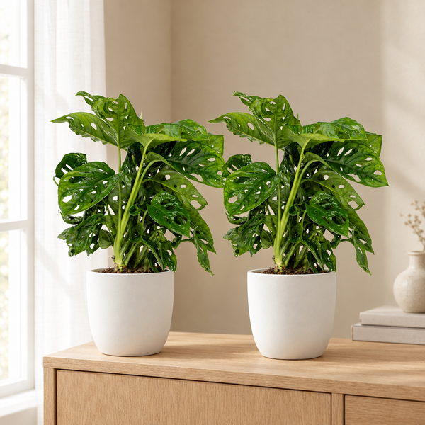2x Monstera Monkey Leaf in een sfeervolle, lichte woonkamer