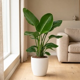 Strelitzia Nicolai Paradijsvogelplant in een sfeervolle, lichte woonkamer
