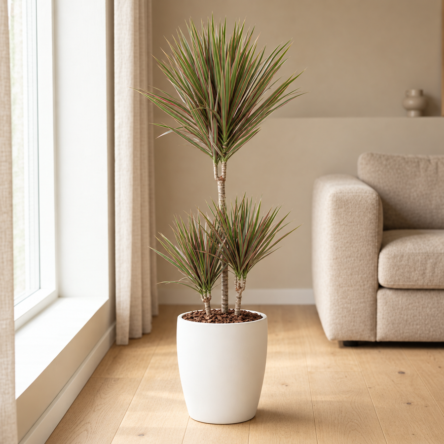 Dracaena Bicolor Ø21cm in een sfeervolle, lichte woonkamer