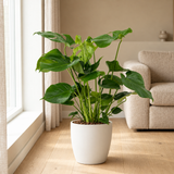 Monstera Deliciosa Ø19cm in een sfeervolle, lichte woonkamer