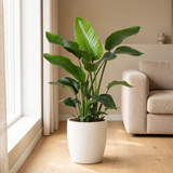Strelitzia Nicolai Ø21cm in een sfeervolle, lichte woonkamer