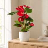 Anthurium Red Ø17cm in een sfeervolle, lichte woonkamer
