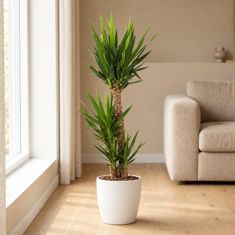 Yucca Elephantipes Ø24cm in een sfeervolle, lichte woonkamer