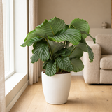 Calathea Orbifolia Ø21cm in een sfeervolle, lichte woonkamer