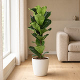Ficus Lyrata Ø21cm in een sfeervolle, lichte woonkamer