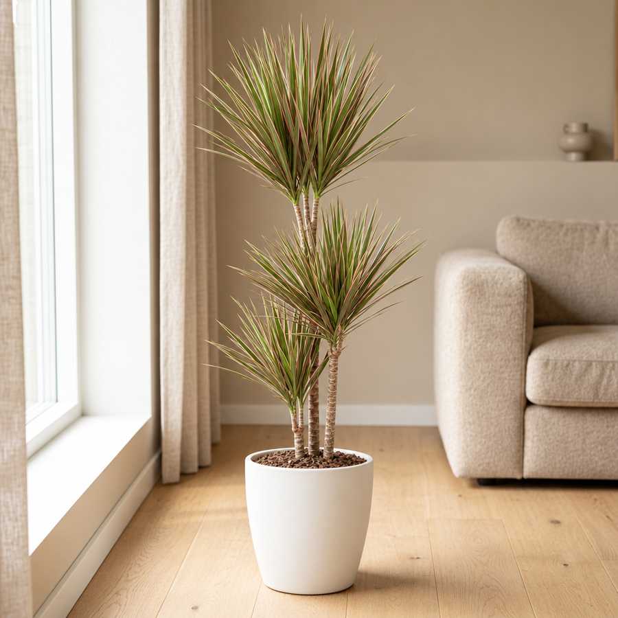Dracaena Bicolor Ø24cm in een sfeervolle, lichte woonkamer