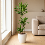 Dracaena Janet Lind Ø24cm in een sfeervolle, lichte woonkamer