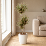 Dracaena Bicolor Ø21cm in een sfeervolle, lichte woonkamer