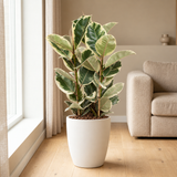 Ficus Elastica Tineke Ø27cm in een sfeervolle, lichte woonkamer
