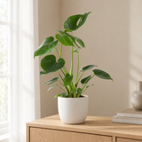 Monstera Deliciosa Ø14cm in een sfeervolle, lichte woonkamer