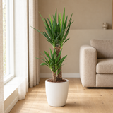 Yucca Elephantipes Ø21cm in een sfeervolle, lichte woonkamer