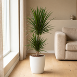 Dracaena Marginata Ø17cm in een sfeervolle, lichte woonkamer