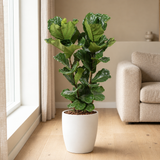 Ficus Lyrata Ø27cm in een sfeervolle, lichte woonkamer
