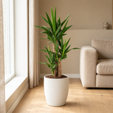 Yucca Ø21cm in een sfeervolle, lichte woonkamer