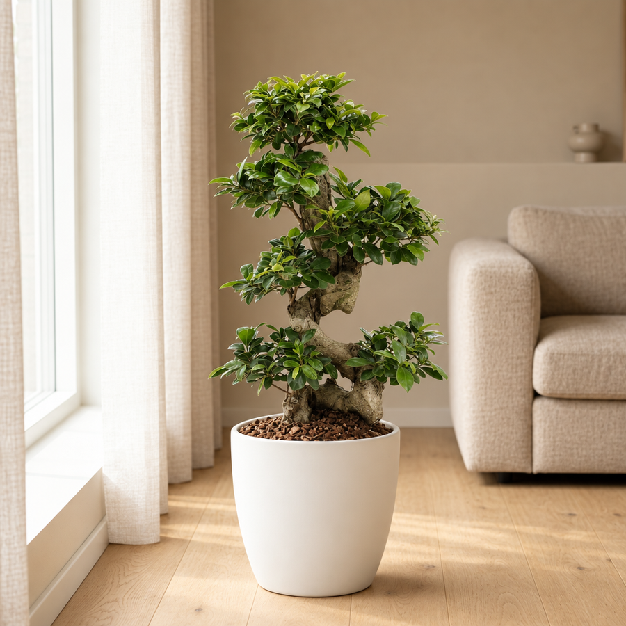 Ficus Ginseng Ø27cm in een sfeervolle, lichte woonkamer