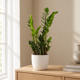 Zamioculcas Zamiifolia Ø14cm in een sfeervolle, lichte woonkamer