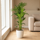 Howea Forsteriana Ø21cm in een sfeervolle, lichte woonkamer