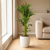 Howea Forsteriana Ø21cm in een sfeervolle, lichte woonkamer