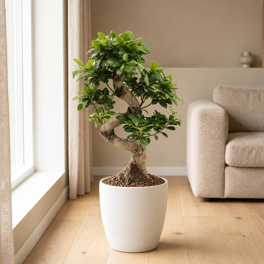Ficus Ginseng Ø22cm in een sfeervolle, lichte woonkamer