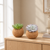 Twee Echeveria kokedama's staand op een eiken dressoir