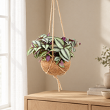 Kokedama Tradescantia zebrina hangend voor het raam in een lichte woonkamer