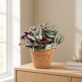 Tradescantia zebrina in kokospot op een eiken dressoir