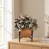 Kokedama Tradescantia zebrina op zwarte metalen standaard op een eiken dressoir