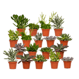 Everspring - Succulent Mix - 18 pieces - 10 cm - Ø8,5 - 18